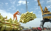 Vietnam’s rice exports to Singapore surge