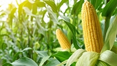 Vietnam spends US$3.04 billion importing corn in 2024