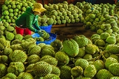 Vietnamese durian still exported to China normally