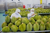 Taiwan extends strict inspections on Vietnamese durian imports