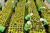 Vietnam increases oversight as stricter Chinese regulations challenge durian exports