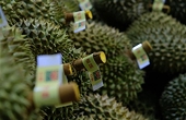 Việt Nam adapts agricultural exports to market fluctuations