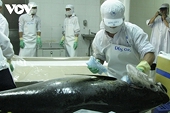 Tuna exports endure downturn on low market demand