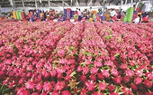 Blue dragon fruit becomes Vietnam’s leading fruit export in January