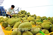 Agro-forestry-fisheries exports rise 8.3% over two months