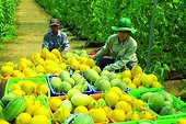 Vietnam eyes export gains as Canada changes trade policy