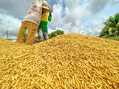 Rice exports set for rebound amid strong demand