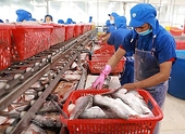 Vietnam’s pangasius exports set for growth amid global competition