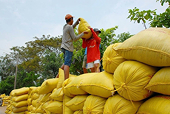 Vietnam’s rice export prices show signs of recovery