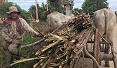 Vietnam probes Cambodian cane sugar products after trade law violation charges