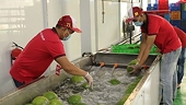 Maintaining the US market for agricultural exports in the new situation