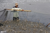 Vietnam aims for sustainable shrimp production to meet global demand