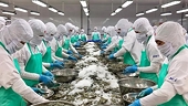 China remains key driver of Vietnam’s lobster export growth