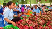 Vietnam focuses on exporting high-value agricultural products to Northern European market