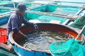 Seafood exporters need support amid US tariff hike