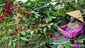 Vietnamese businesses make efforts to expand market for finished coffee