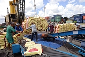 Institute outlines three scenarios for VN's agricultural growth amid potential US reciprocal tariffs