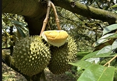 Durian prices plummet in Mekong Delta on declining China exports