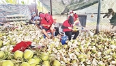 Vietnam improves competitiveness for coconut industry