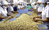 Vietnam’s cashew exports see market shifts in Q1 2025