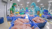 Pangasius exports maintain strong growth momentum