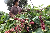 Vietnamese coffee prices rise amid declining output and EU regulations