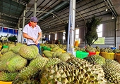 Vietnam’s durian industry reeling as China rejects shipments over contaminants