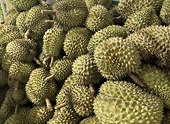 Durian industry sounds alarm as China suspends export codes