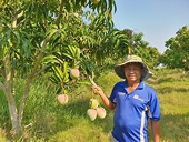 Responsible agencies work to find buyers for Australian mangoes