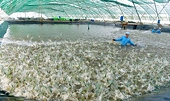 Seafood industry strives to achieve its growth goals