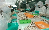 Squid and octopus exports likely to surpass US$700 million in 2025