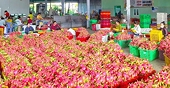 Vietnamese agricultural exports to EU interrupted without certificate