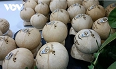 Can Vietnam stay in the world’s top 5 for coconut exports?