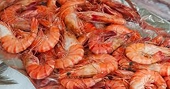 Shrimpers praise Trump tariffs on Indonesia, Vietnam imports