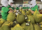 Chinese businesses seek to expand imports of Vietnamese agro-forestry products