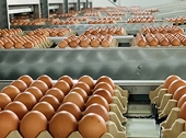 Vietnamese goods poised to dominate Cambodian market