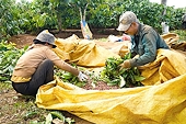 Agricultural and aquatic product exports win big
