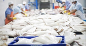 Vietnam’s squid, octopus exports to Thailand surge, paving the way to a key market