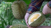 Vietnam tightens durian export safety rules, boosting Thai agribusiness opportunities