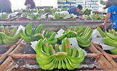Vietnam's bananas dominate China, eyeing $1 bln club