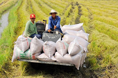 Vietnam rises to No. 2 in global rice exports, PM calls for rapid expansion