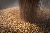 Uncertainty, challenges weighing on China-US soybean trade partnership