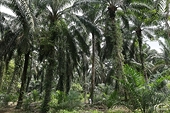 Malaysia makes contingency plans for agriculture exports under EU deforestation rules