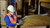 Viet Nam’s coffee prices rise sharply in Japanese market