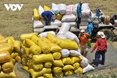 80 years on: Vietnam emerges from rice importer to Top 3 global exporter