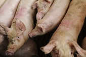 China slaps preliminary duties on EU pork imports