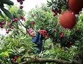 Fruitful returns as lychee trade peels into new markets