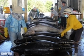 PM orders urgent review as tuna exports face setbacks