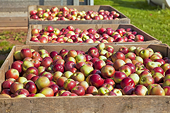 From October 1st, it will be easier to export Italian apples to Vietnam