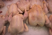 South Africa’s poultry industry warns that US imports disadvantage local producers